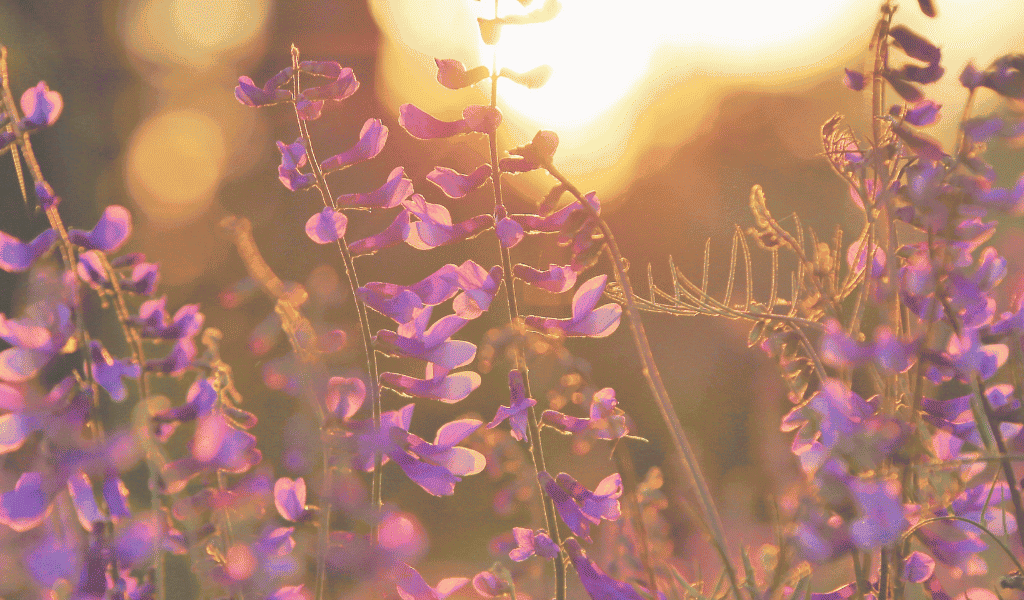 SanftesYoga in St. Veit an der Glan im Institut HERZraum